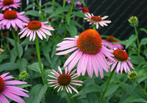 The Best Native Plants for Landscaping in Harris County, Texas